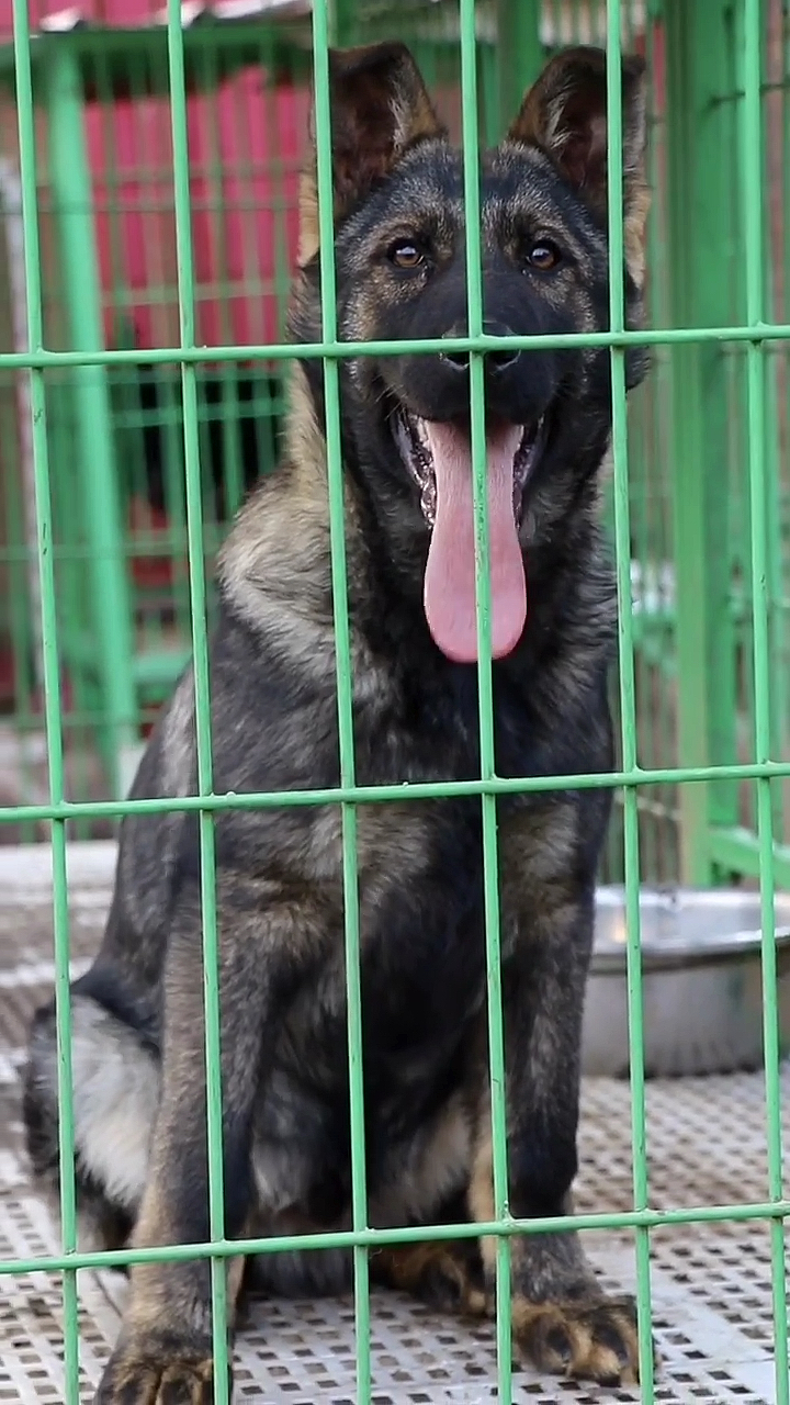 东德牧羊犬#狼灰东德.