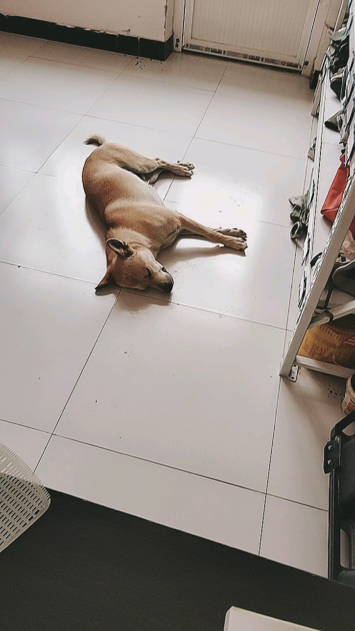 大懒狗,一睡睡一天.