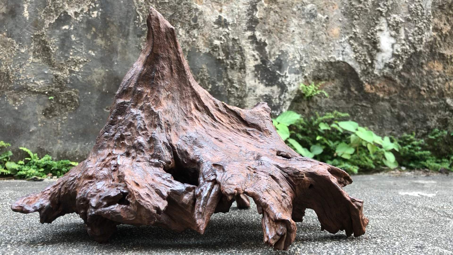 鱼缸造景沉木精致小树桩