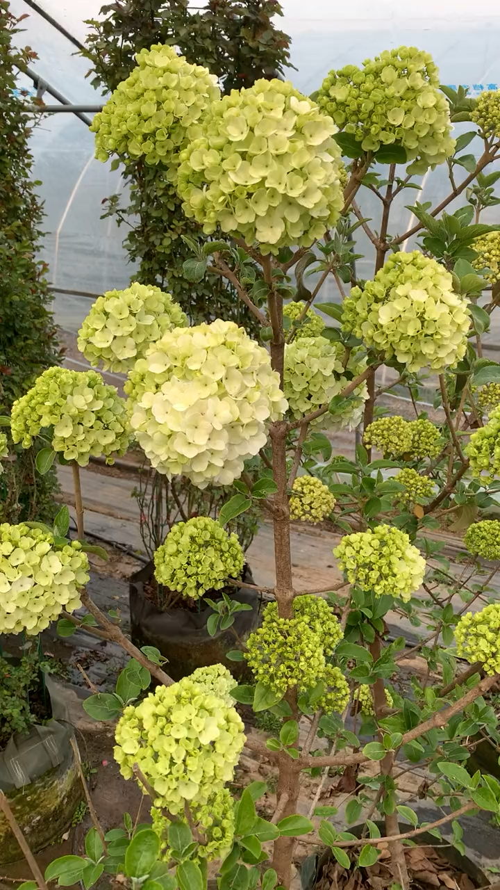 中华木绣球斗球#名贵花树中华木绣球,耐寒耐旱南北方都可以栽植