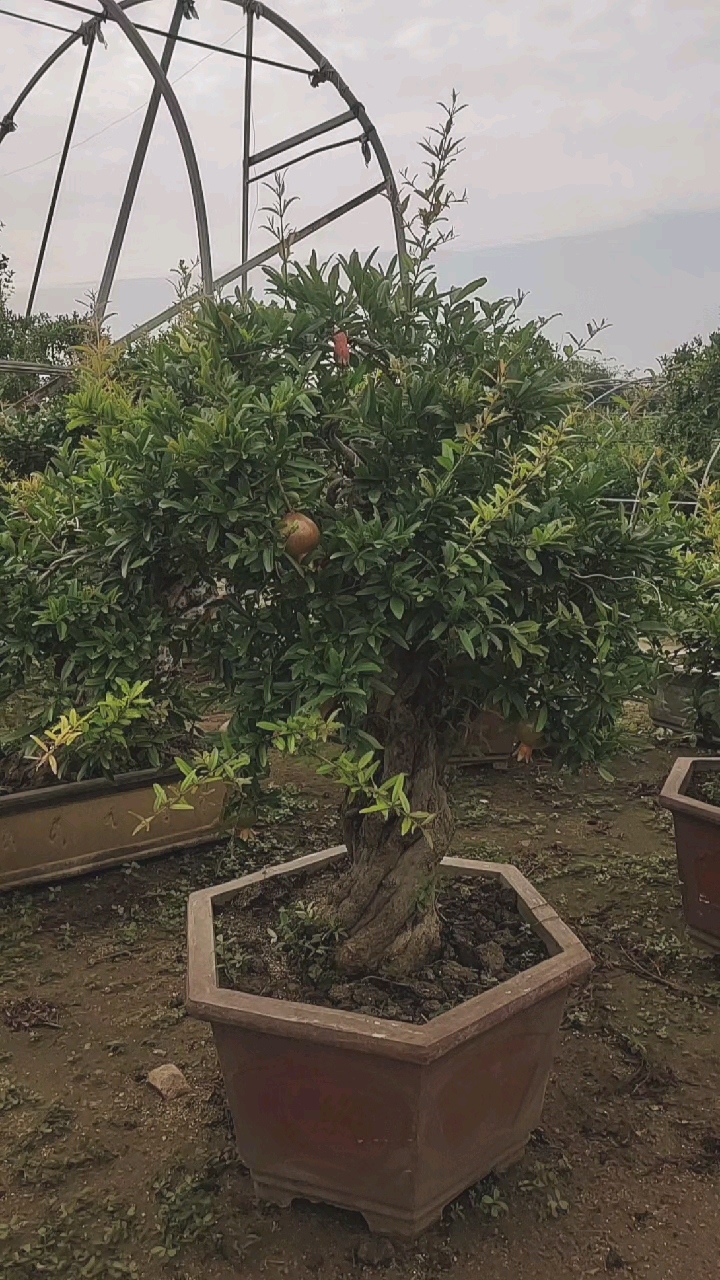 石榴盆景#大红袍石榴老桩盆景