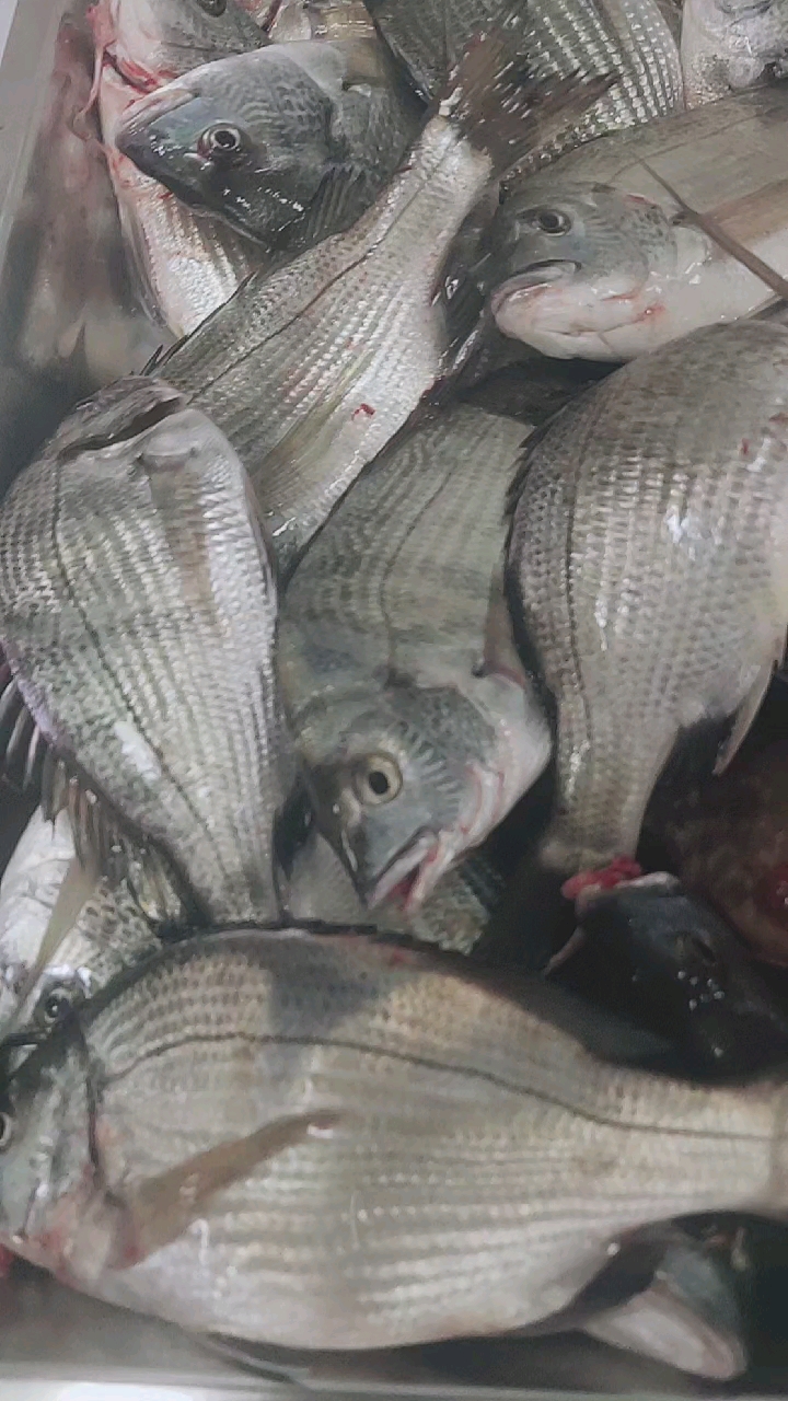 刚钓的野生大海浮鱼