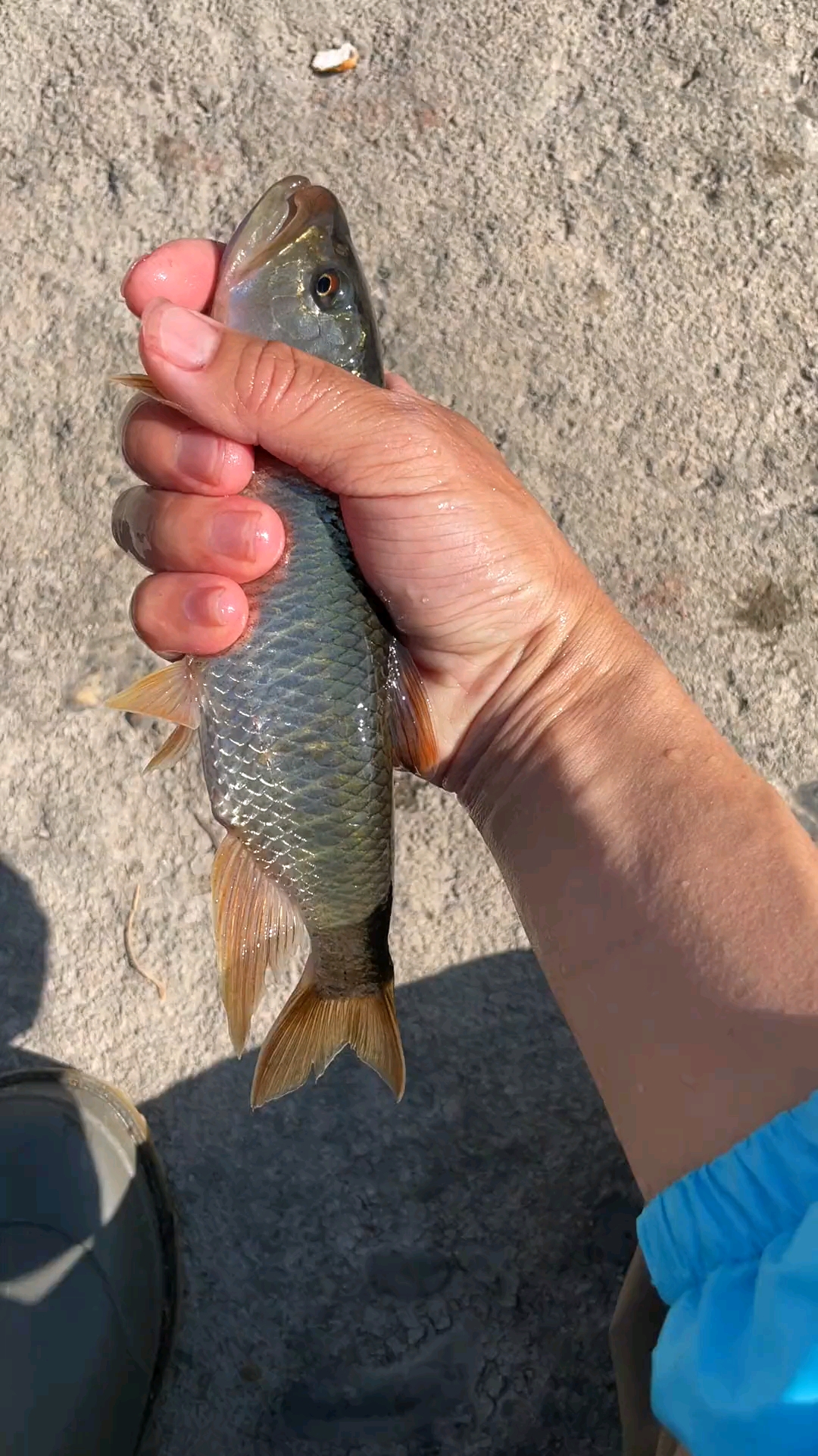 野钓钓鱼#又来一条巨马,冬天还能碰到大马口实属不易.