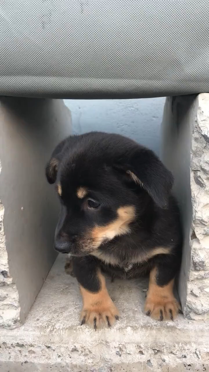 中华田园犬#为了能养活自己,流浪小黑狗起床后早早地在家门前开始了