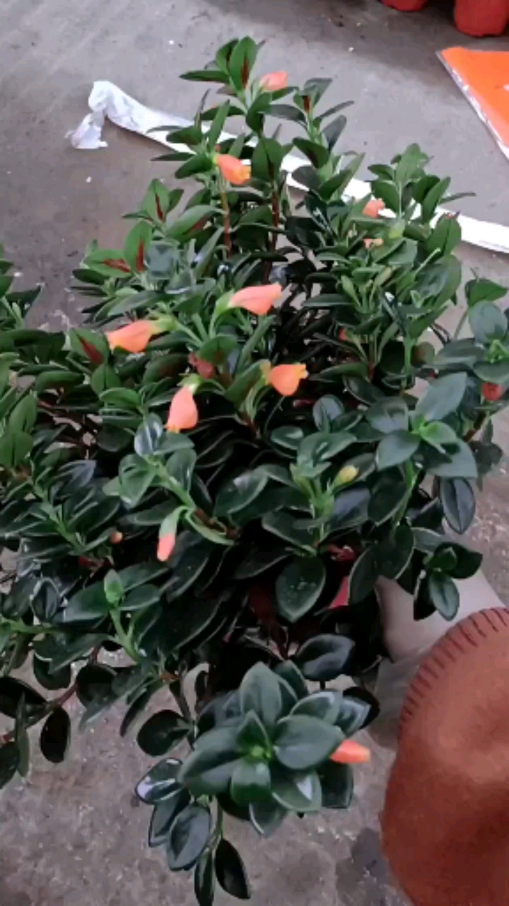 花卉绿植#金鱼吊兰寓意年年有余