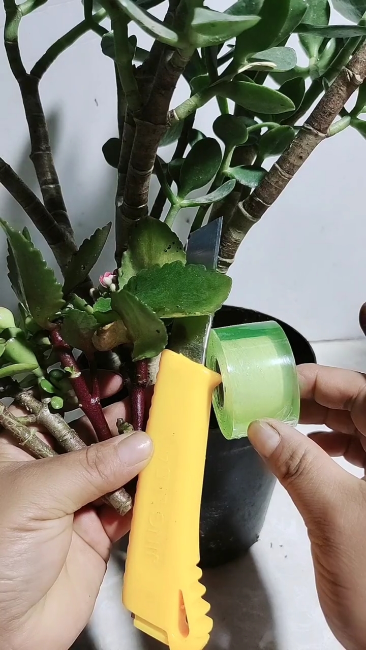 火龙果嫁接蟹爪兰