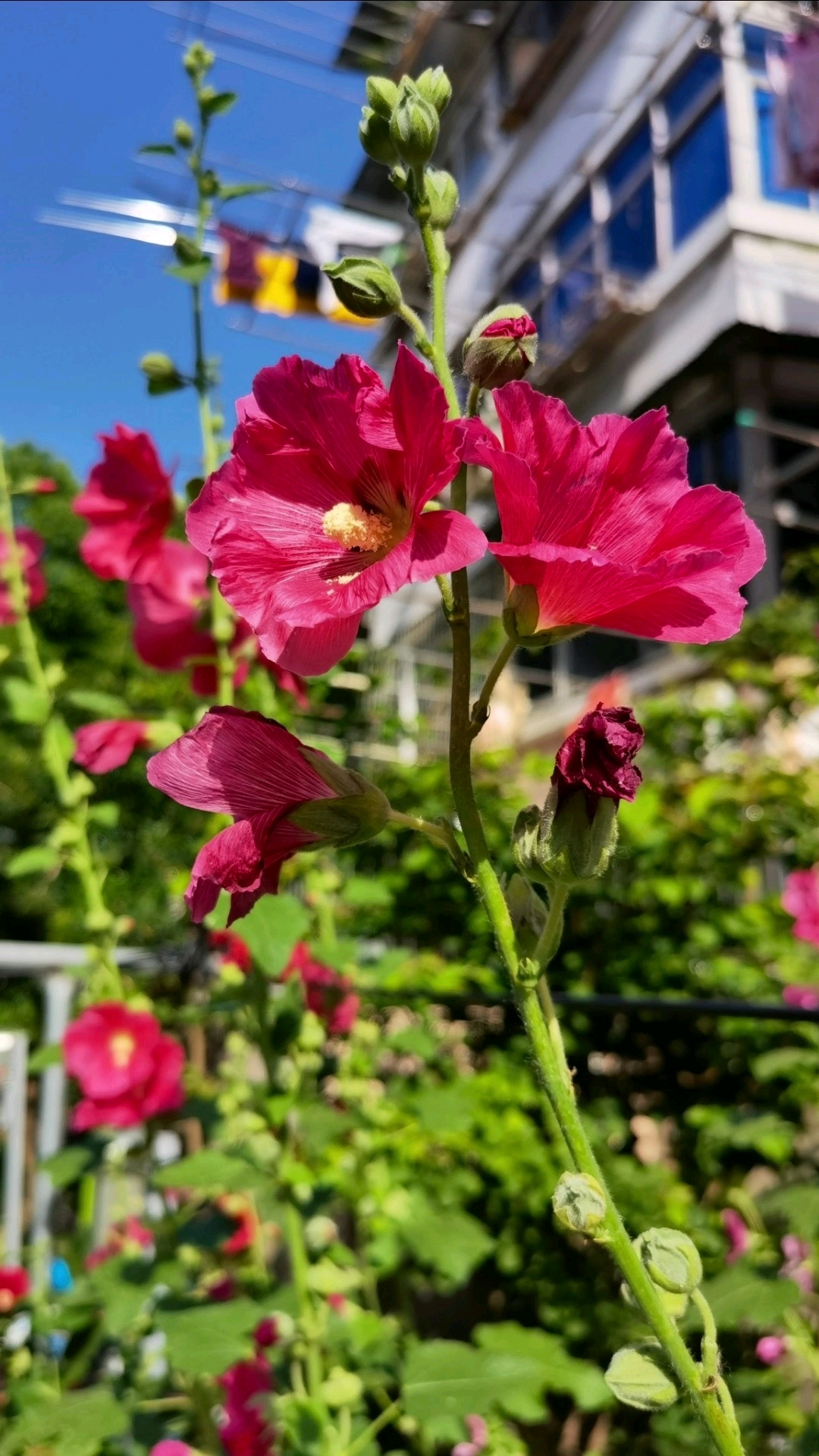 蜀葵花#蜀葵花再分享蜀葵长长的花茎上挂满艳丽的花,真的很耐看.