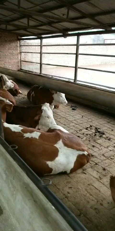 红白花净脸大二岁繁殖母牛,形体骨架非常好