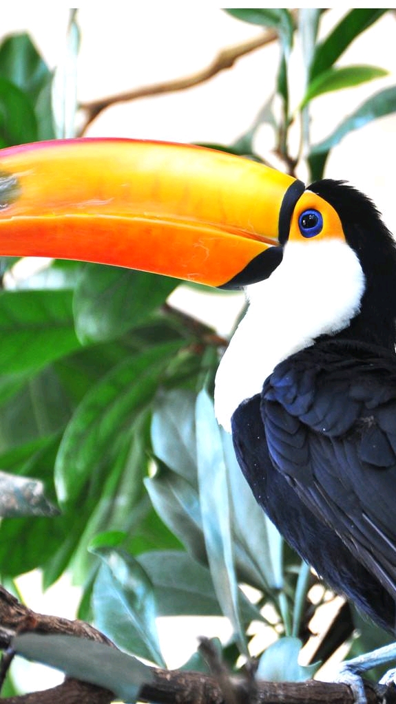 世界上嘴巴最大的鸟,巨嘴鸟嘴长达24厘米,接近一半身长