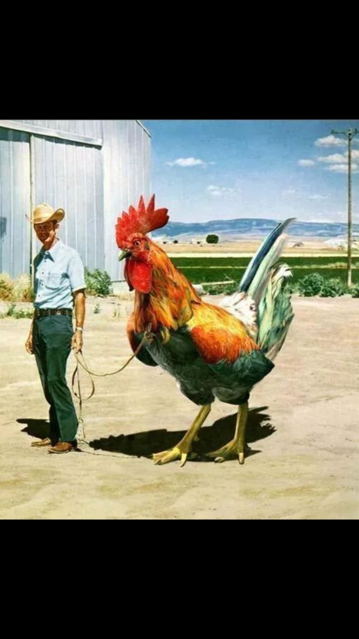 两米高的大公鸡