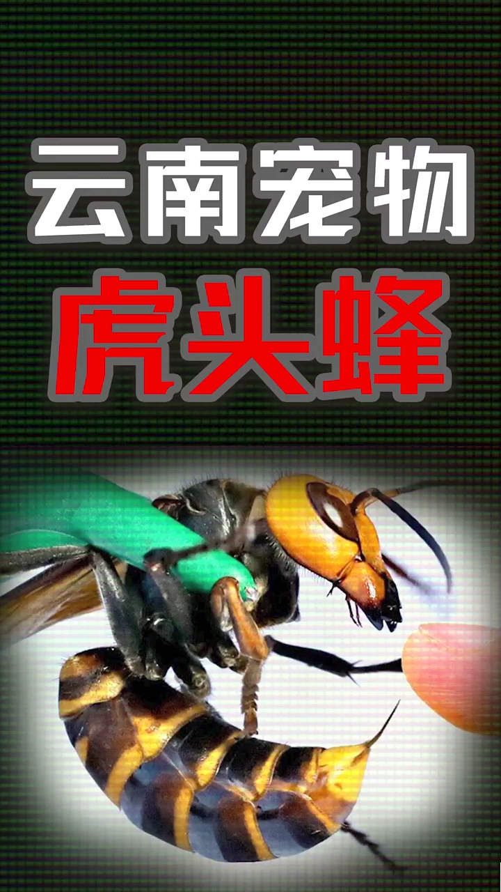 知识科普一针下去人没了这种虎头蜂在国外被称为杀人大黄蜂在国内却成