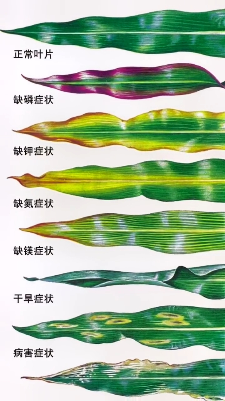 玉米缺素对照图,一图在手,诊断无忧