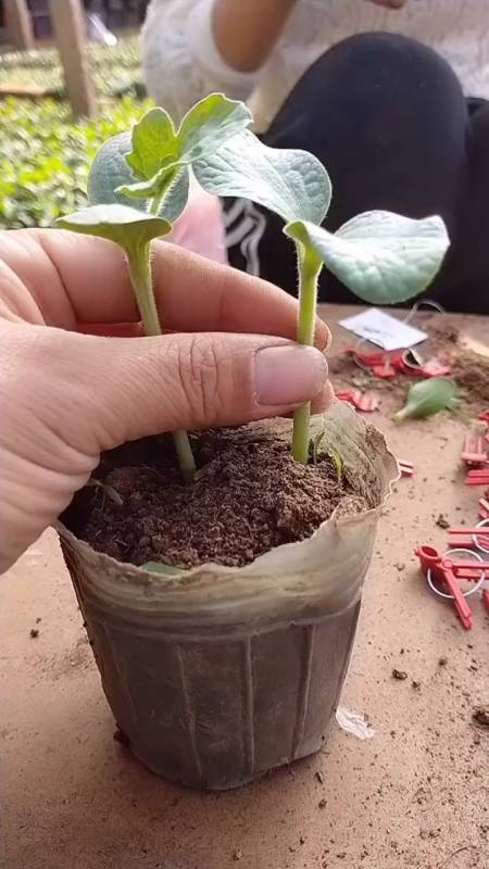 我要上热门#西瓜和冬瓜嫁接-全民小视频