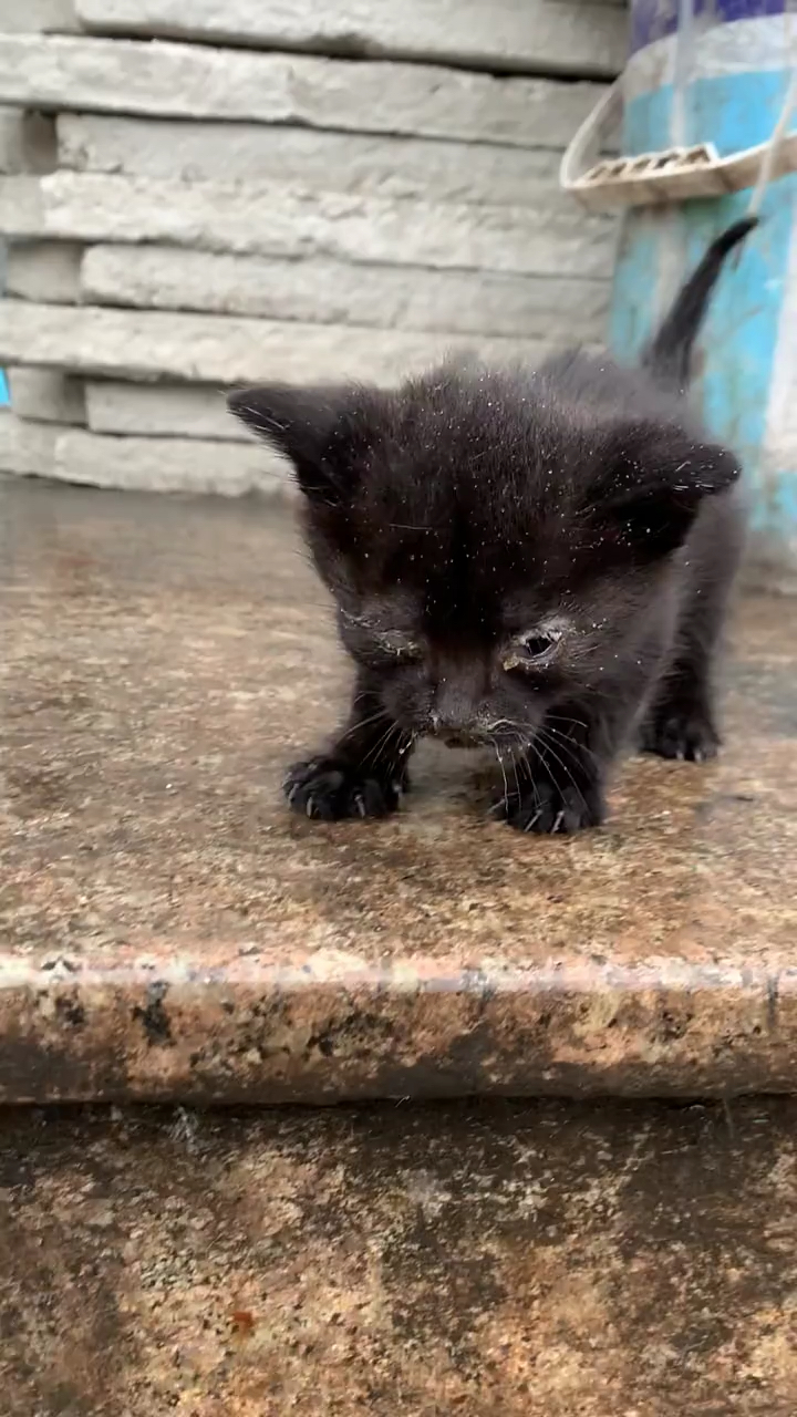 小黑猫出生没多久就被感染了疱疹这种传染病在幼猫时期出现的比较频繁