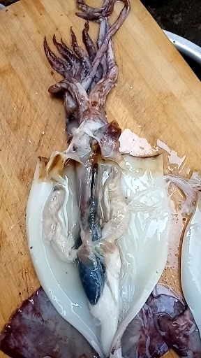 大鱿鱼,第一次见到鱿鱼肚子里的东西