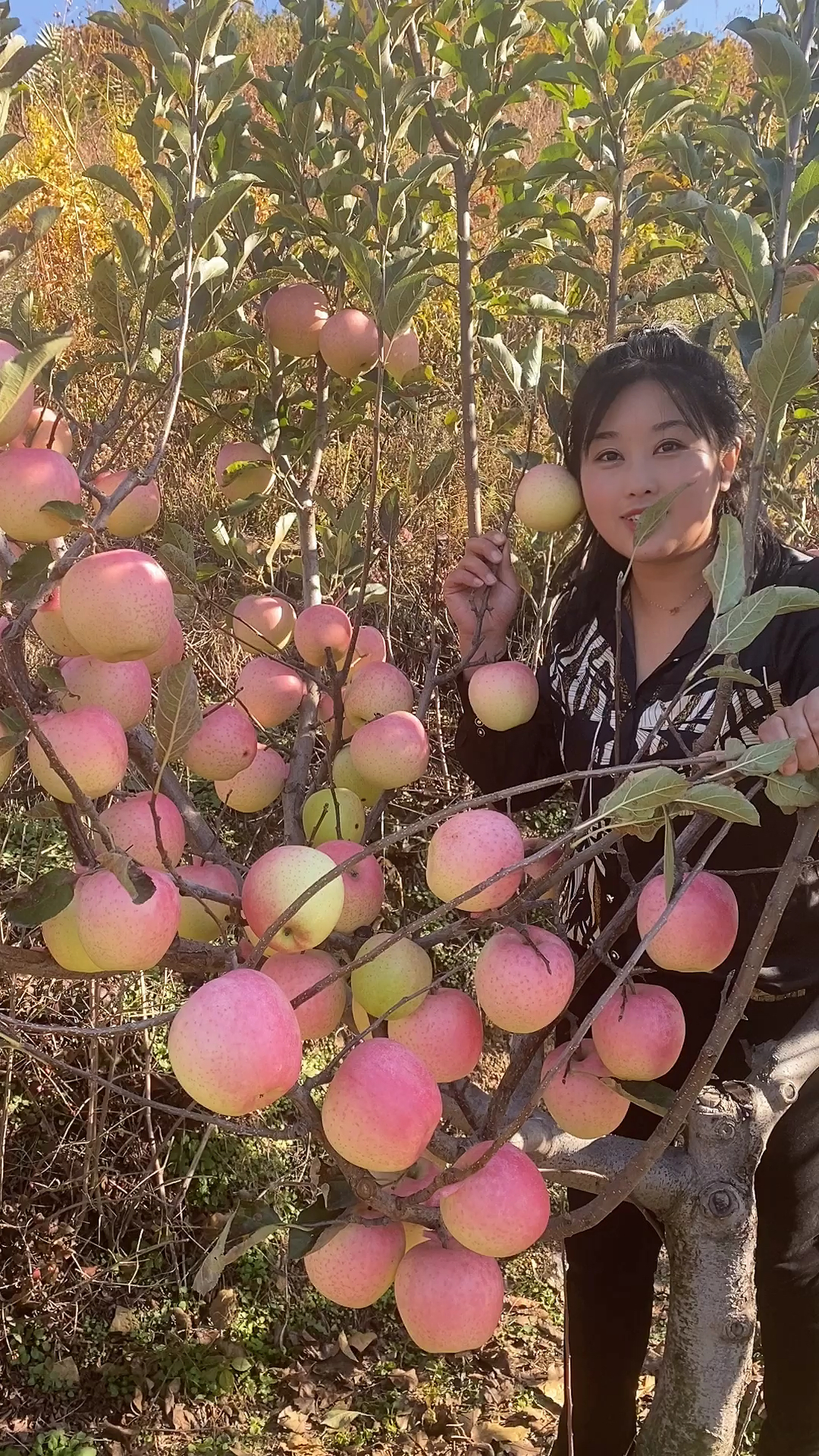 王林苹果清香脆甜11月份果树苗出圃