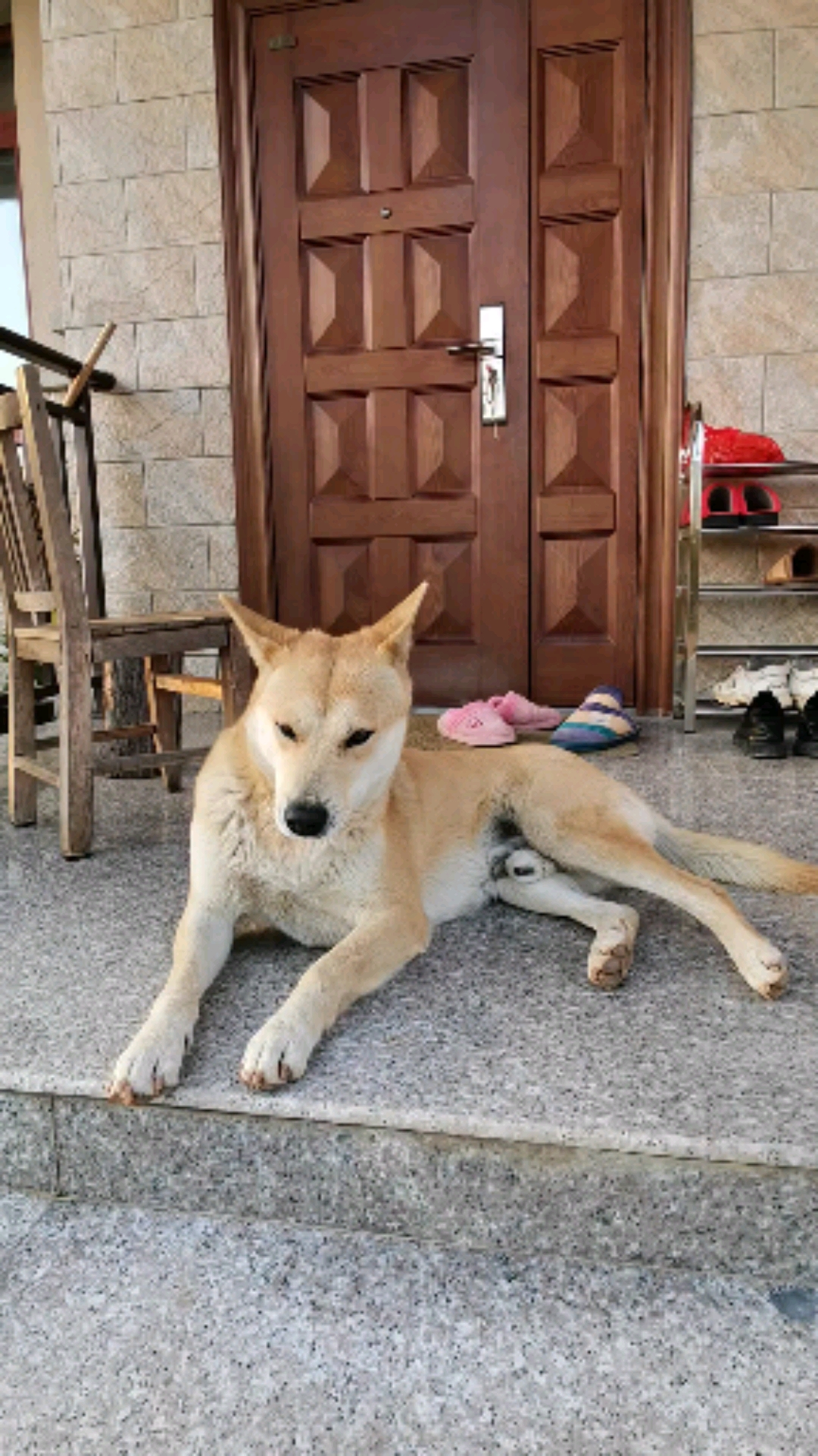 中华田园犬大黄的不雅行为