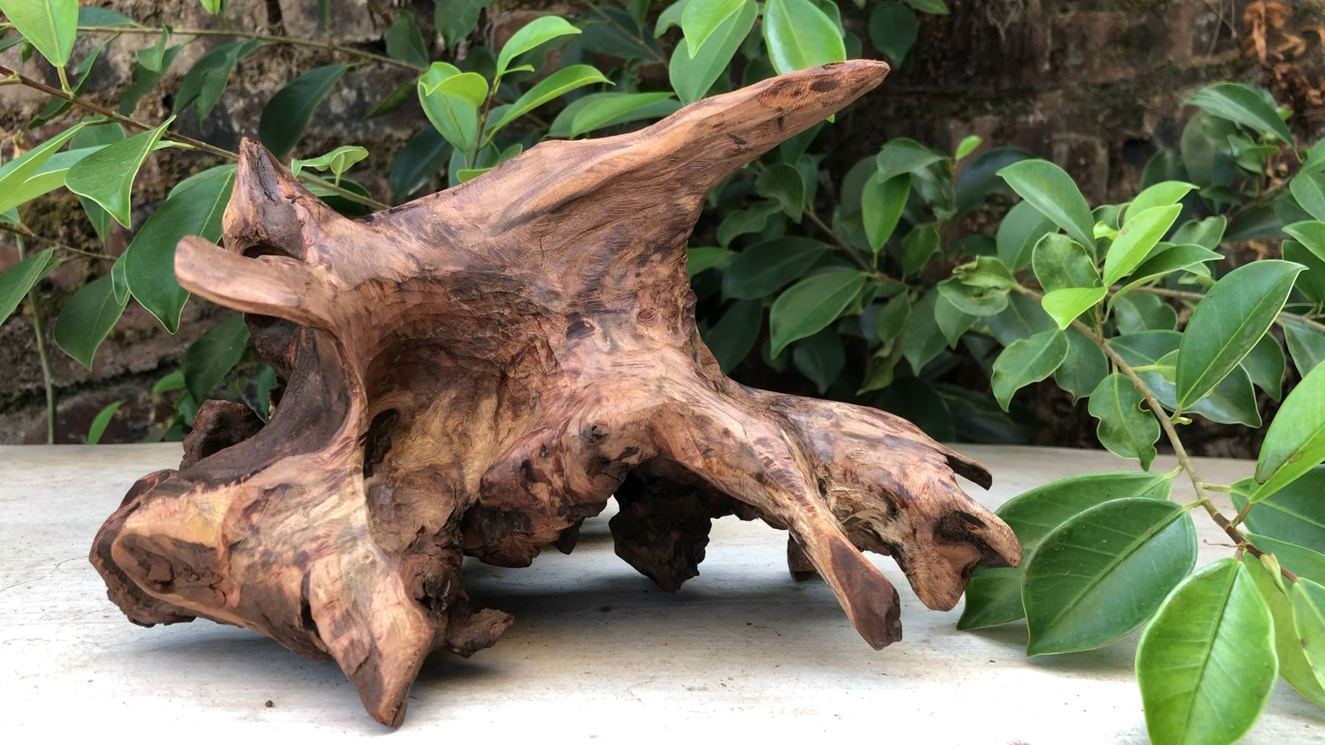 紫柚沉木精致小树桩#鱼缸造景沉木#摆件