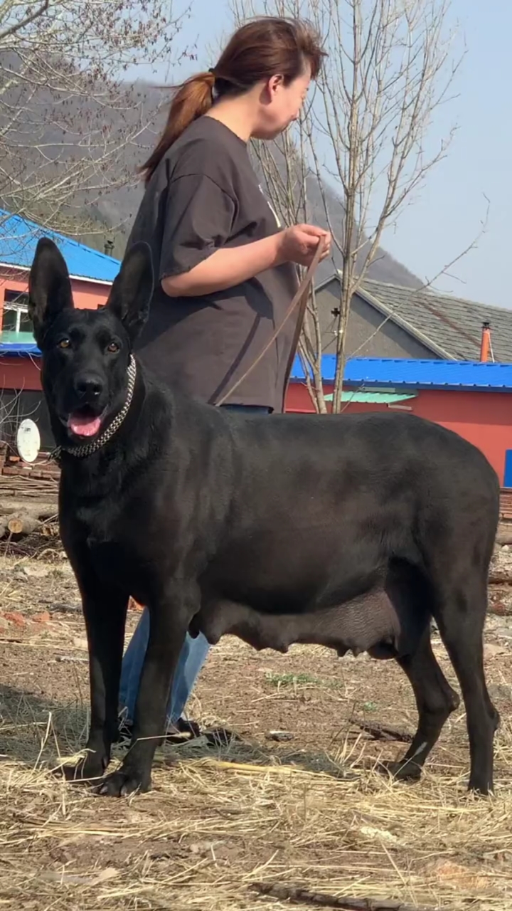 黑狼犬生长尺寸表图图片