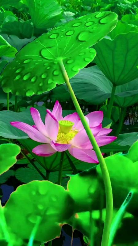 唯美意境#今天拍点啥手机摄影#何如画?画为何?水墨丹青.会摇额.