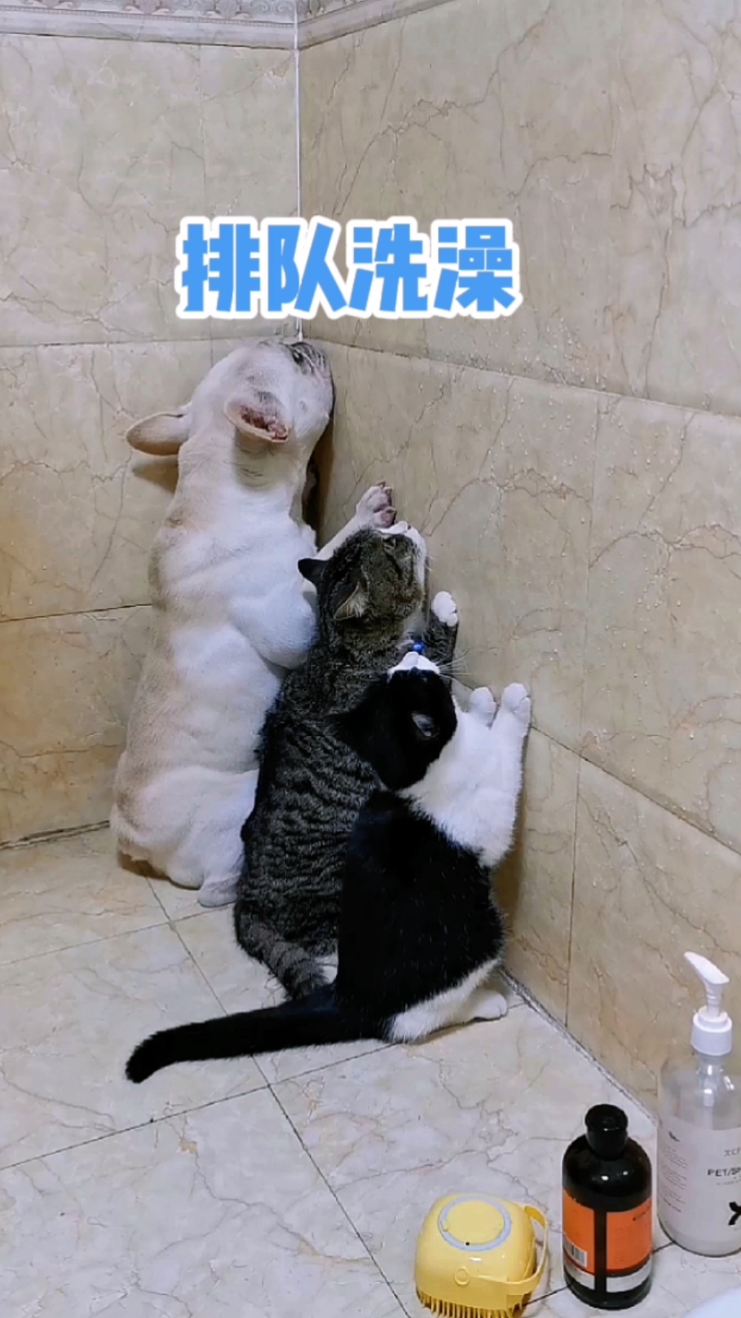 搞笑萌宠#太乖了!3只猫狗扶墙排队等着洗澡