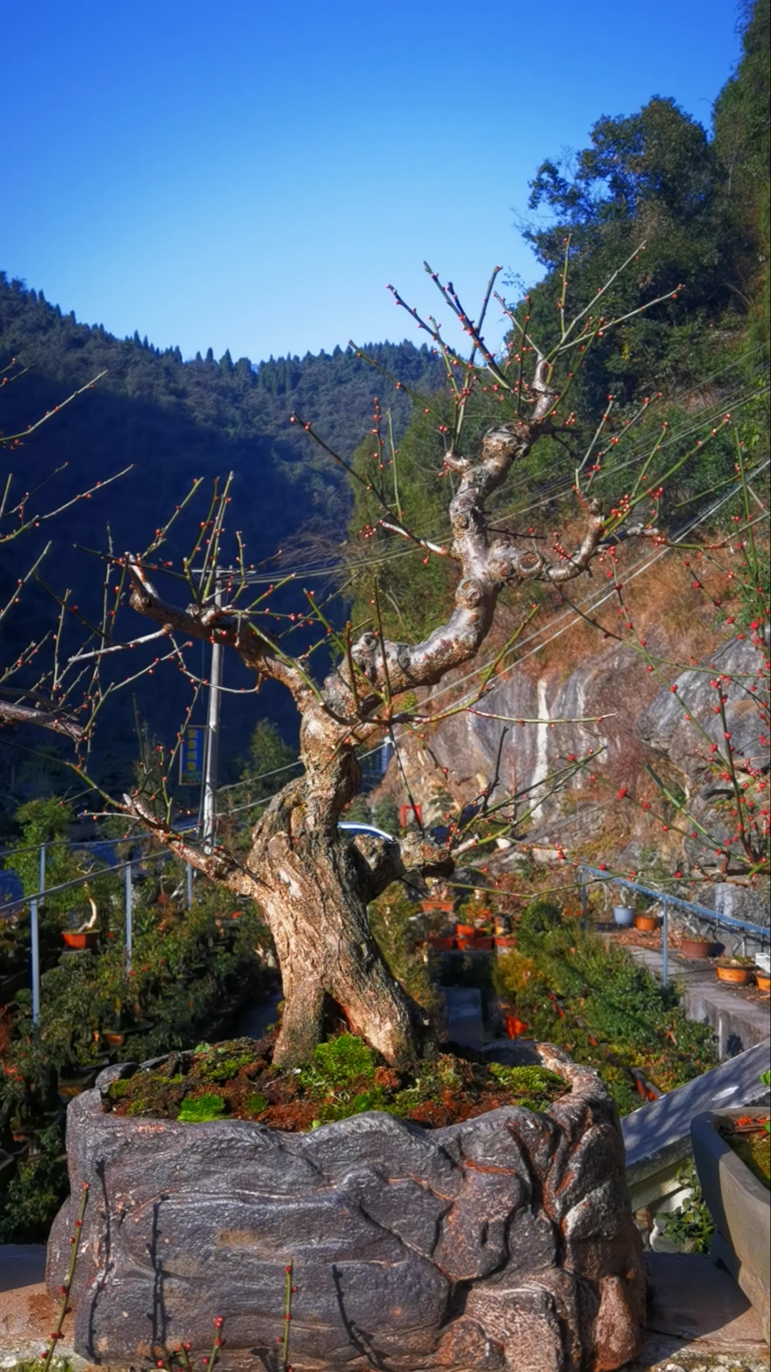 宫粉台阁梅花特征图片