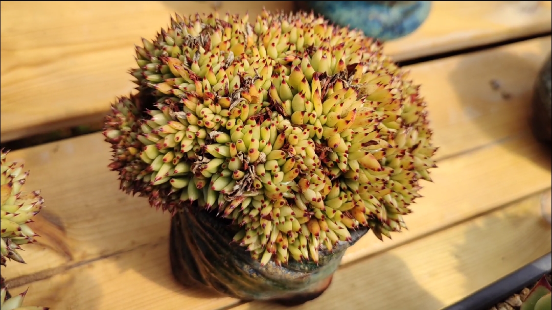 多肉植物#乌木缀化的完美状态是这样的!你见过了吗?