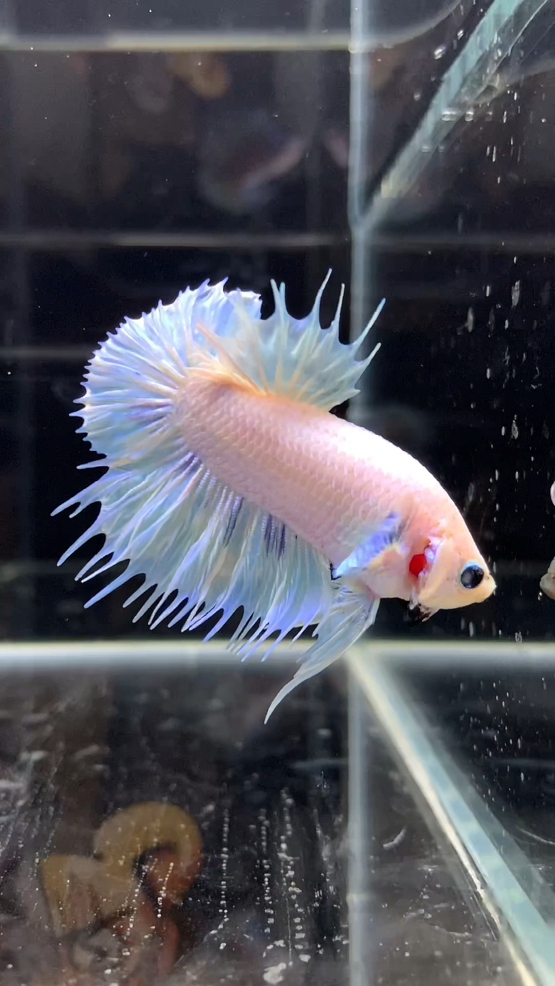 我家宠物不一样#泰国ctpk将军斗鱼-度小视