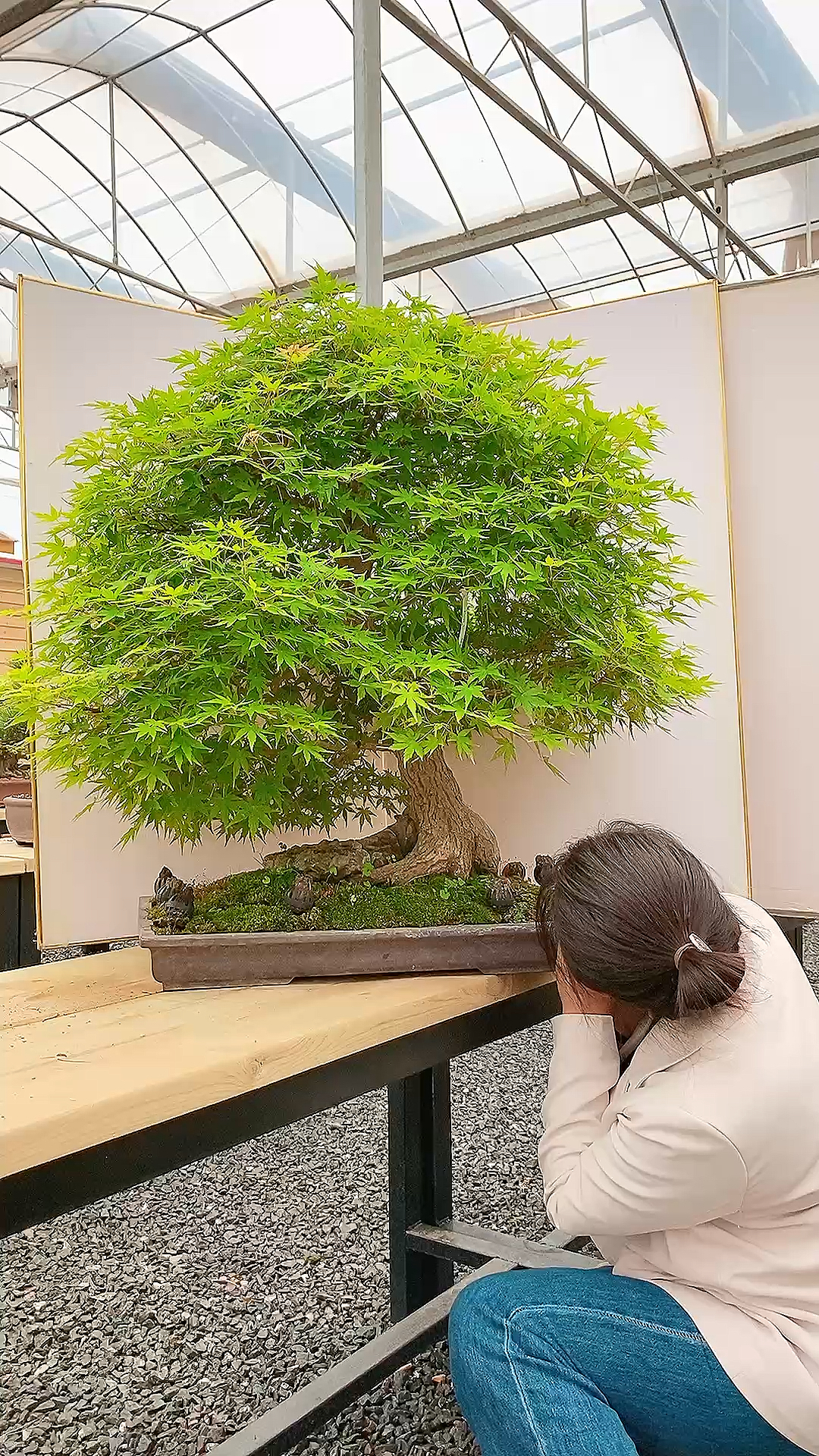 山红叶枫树盆景