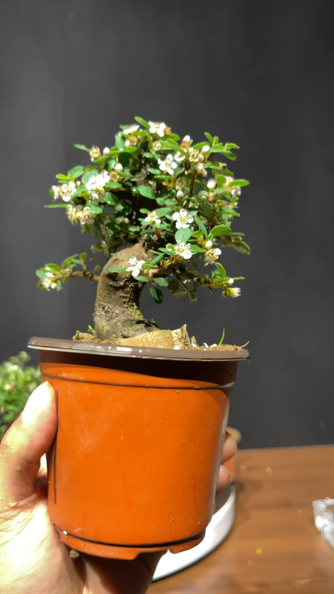 白花矮霸珍珠荀子