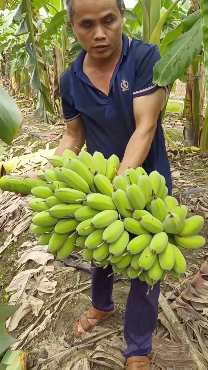 小米蕉也是苹果焦你喜欢吃吗#现砍现发自然熟#产地新鲜应季水果#家乡