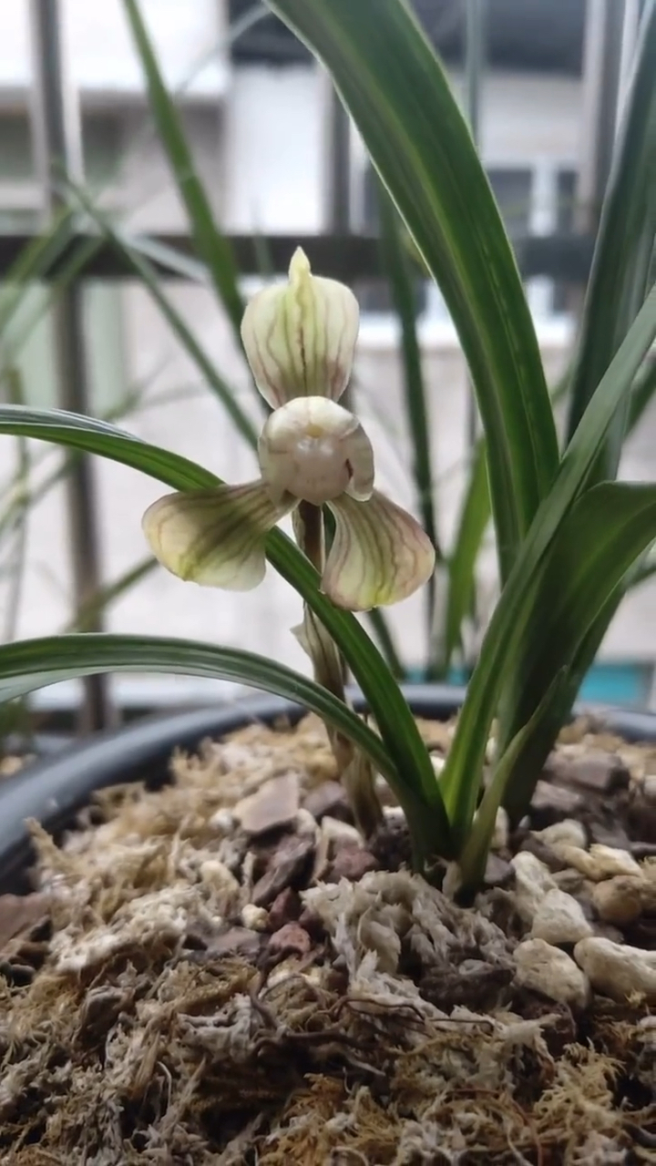 一个春兰传世品种:水晶荷瓣,要引种的来