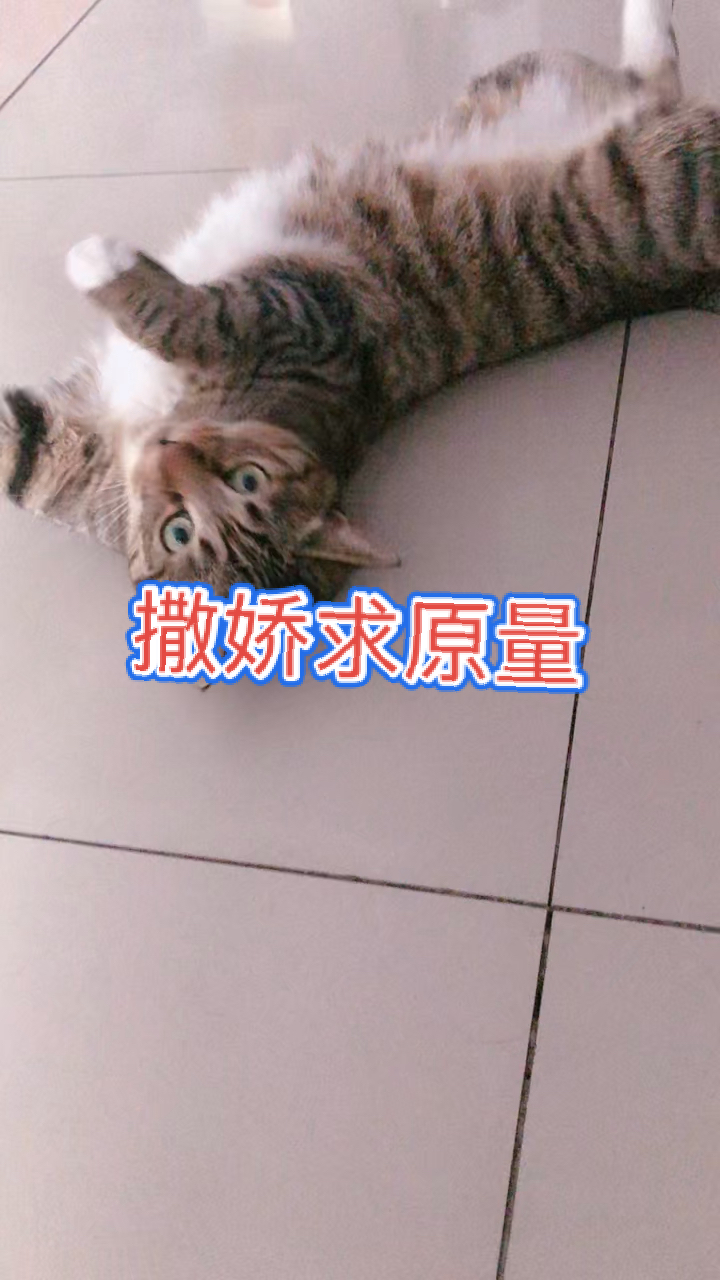 猫咪日记开门偷跑出来了说它几句就打滚撒娇