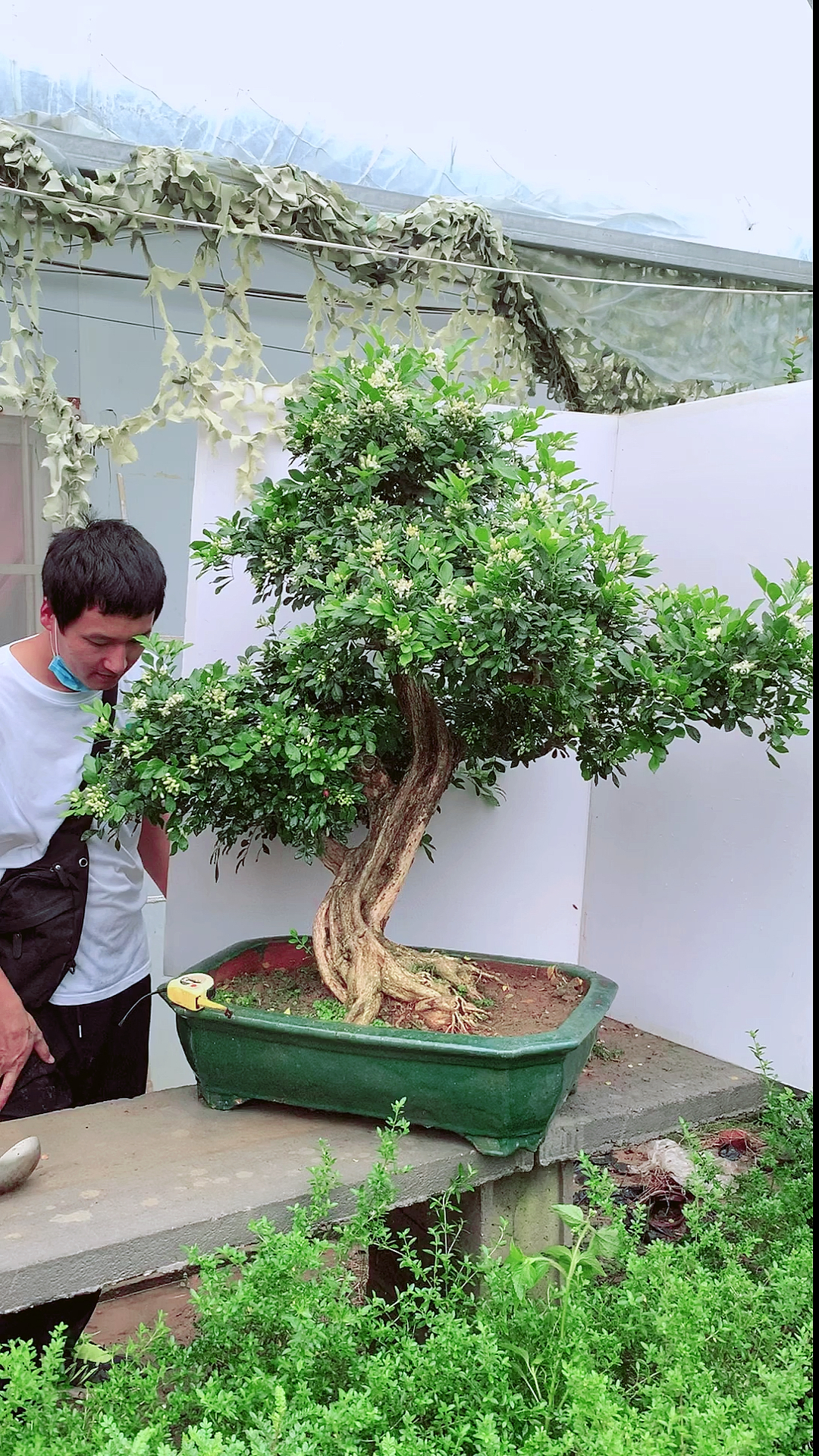 开花香飘九里,九里香盆景老桩