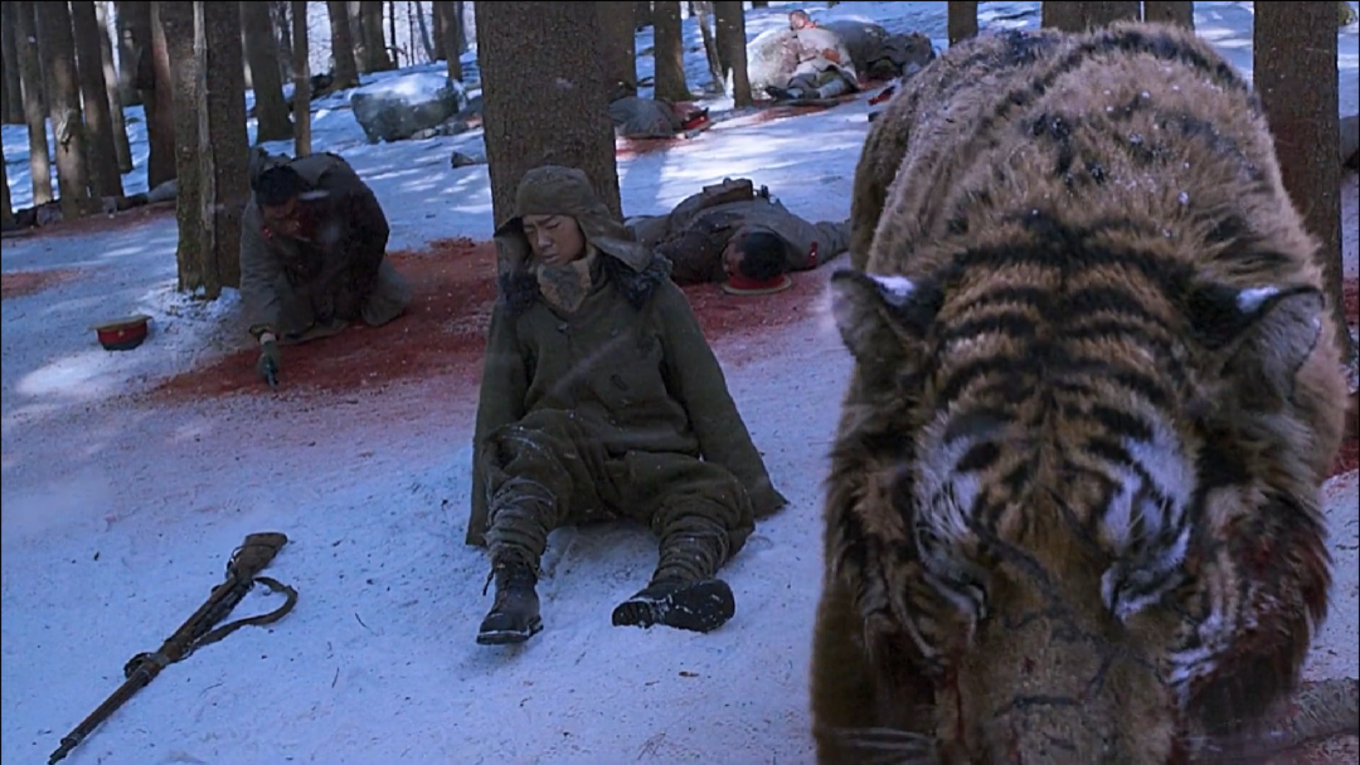 大虎#面对猎人的儿子,老虎只是看了一眼,只因猎人救过它