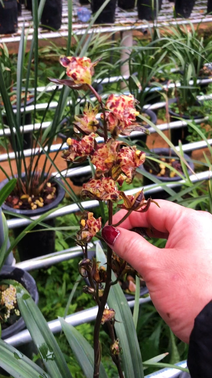 新年快乐#墨兰喜菊