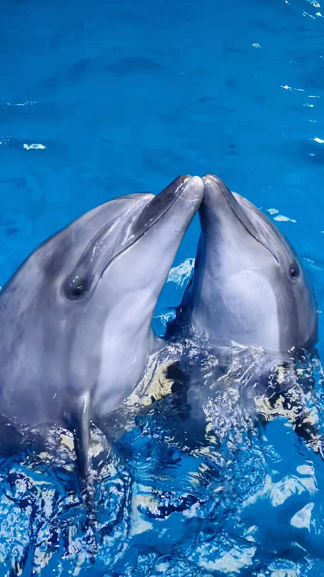 家有萌宠#海豚宝宝之间爱情故事