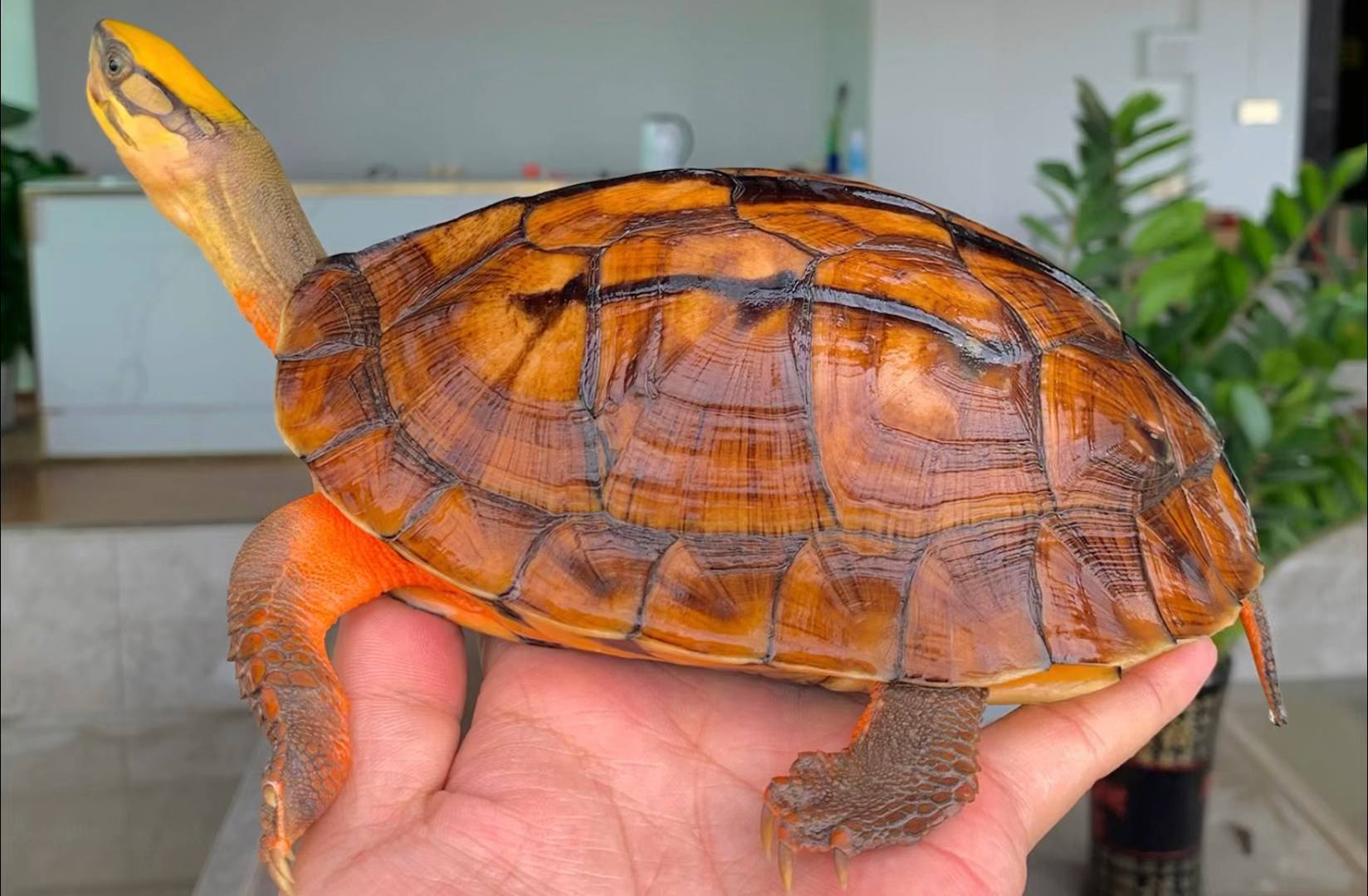 海南金钱龟,一级品相#金钱龟