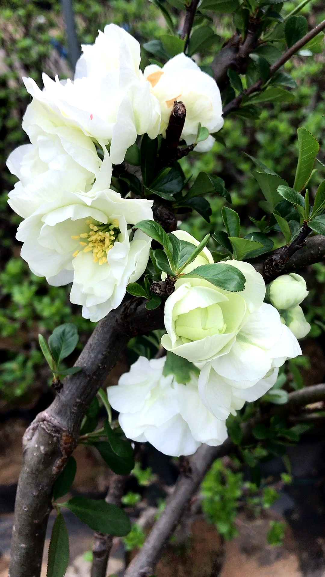 随手一拍,绿海棠不是一般的美,花友们觉得怎么样