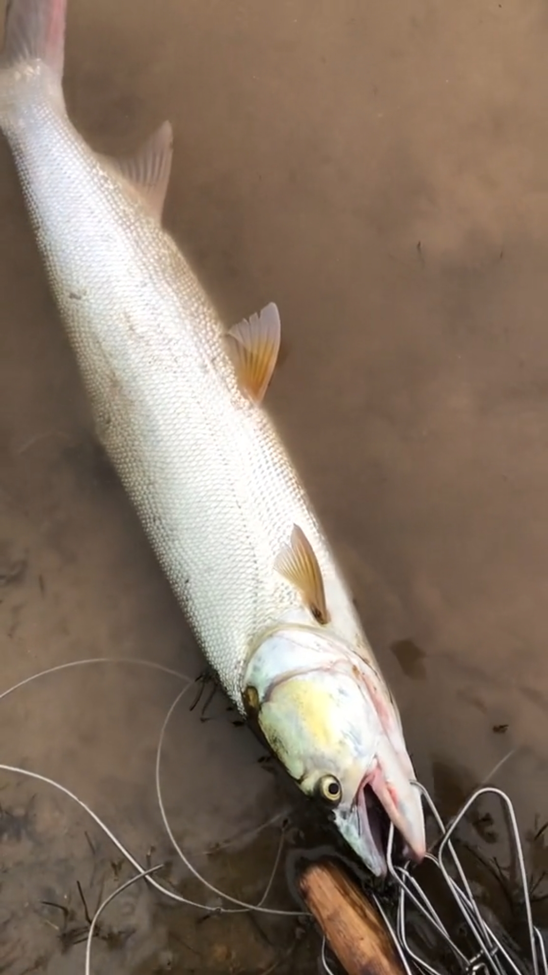 路亚#路亚鳡鱼哪家强?