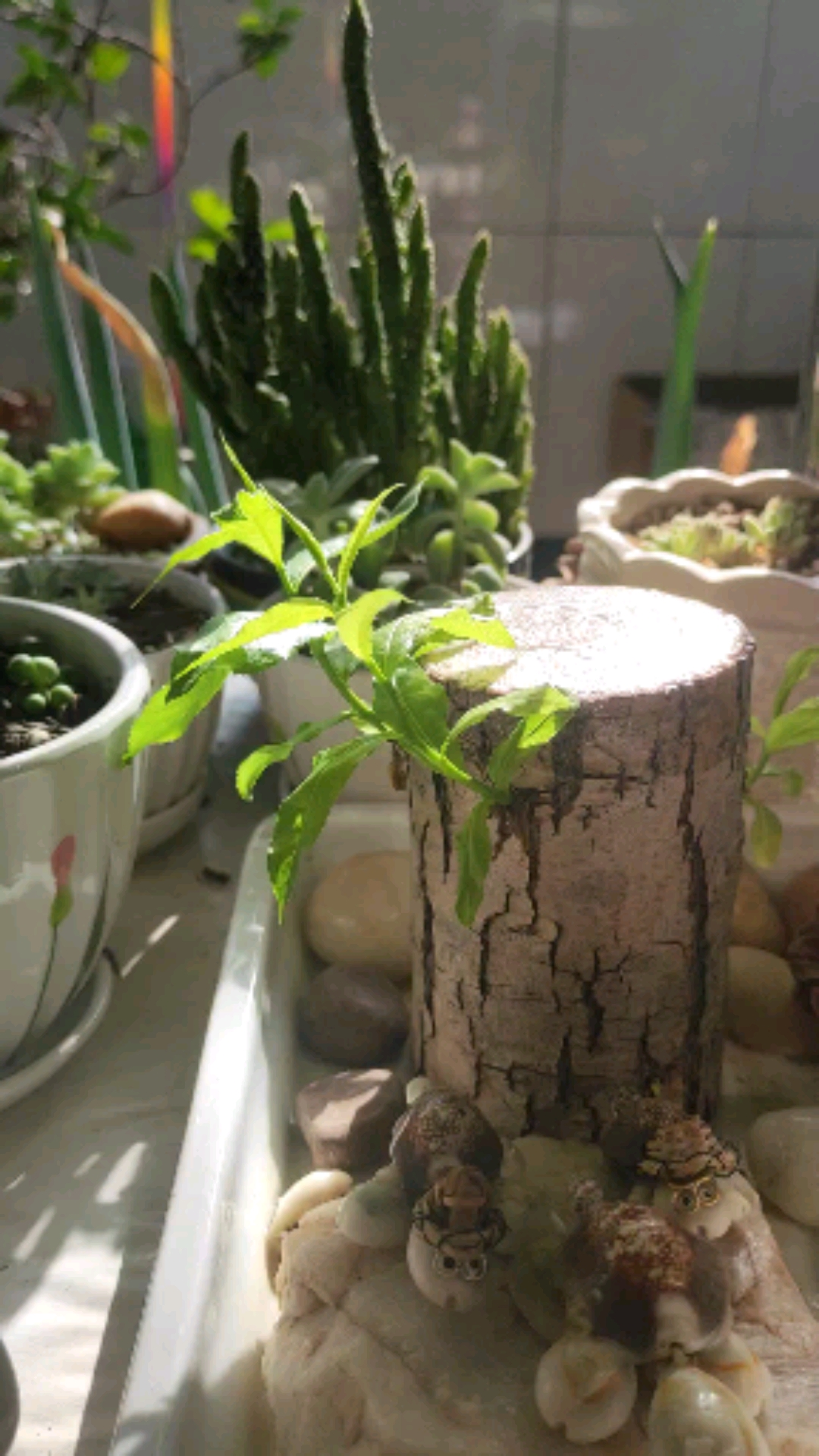 真假巴西木#你不是巴西木,你叫什么名字啊?