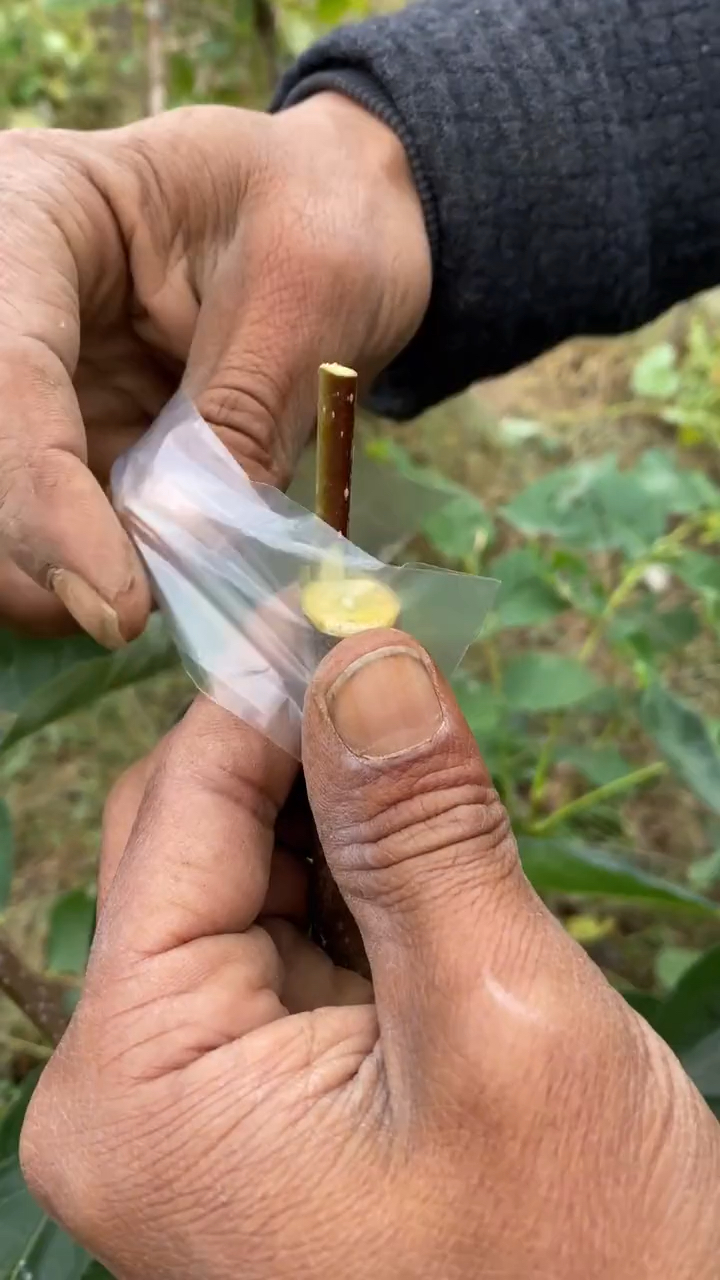柿子树嫁接技术视频