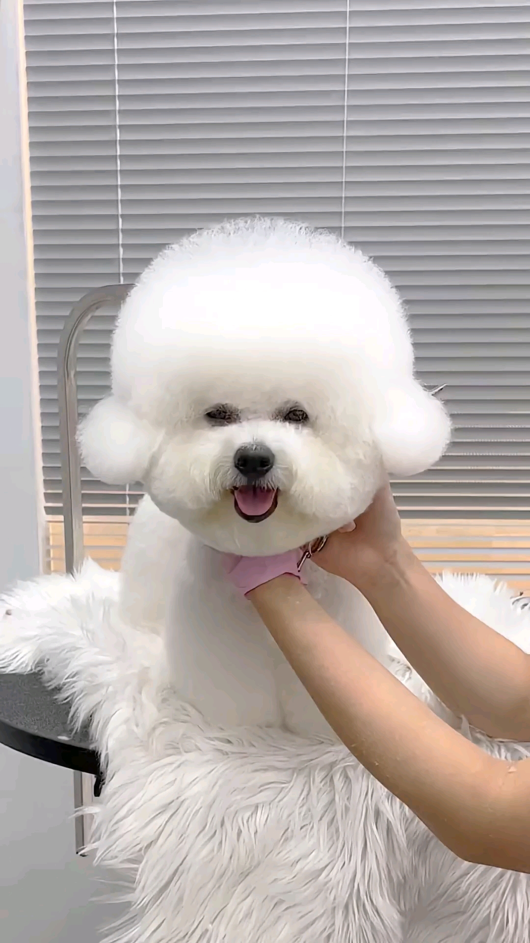 萌宠趣事打卡#在剪毛的小比熊犬