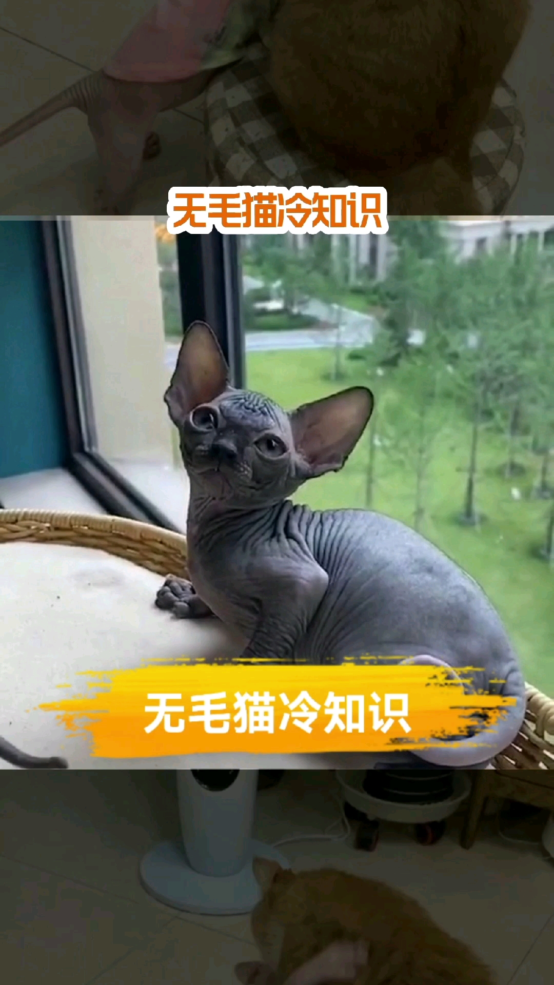 无毛猫冷知识你了解多少