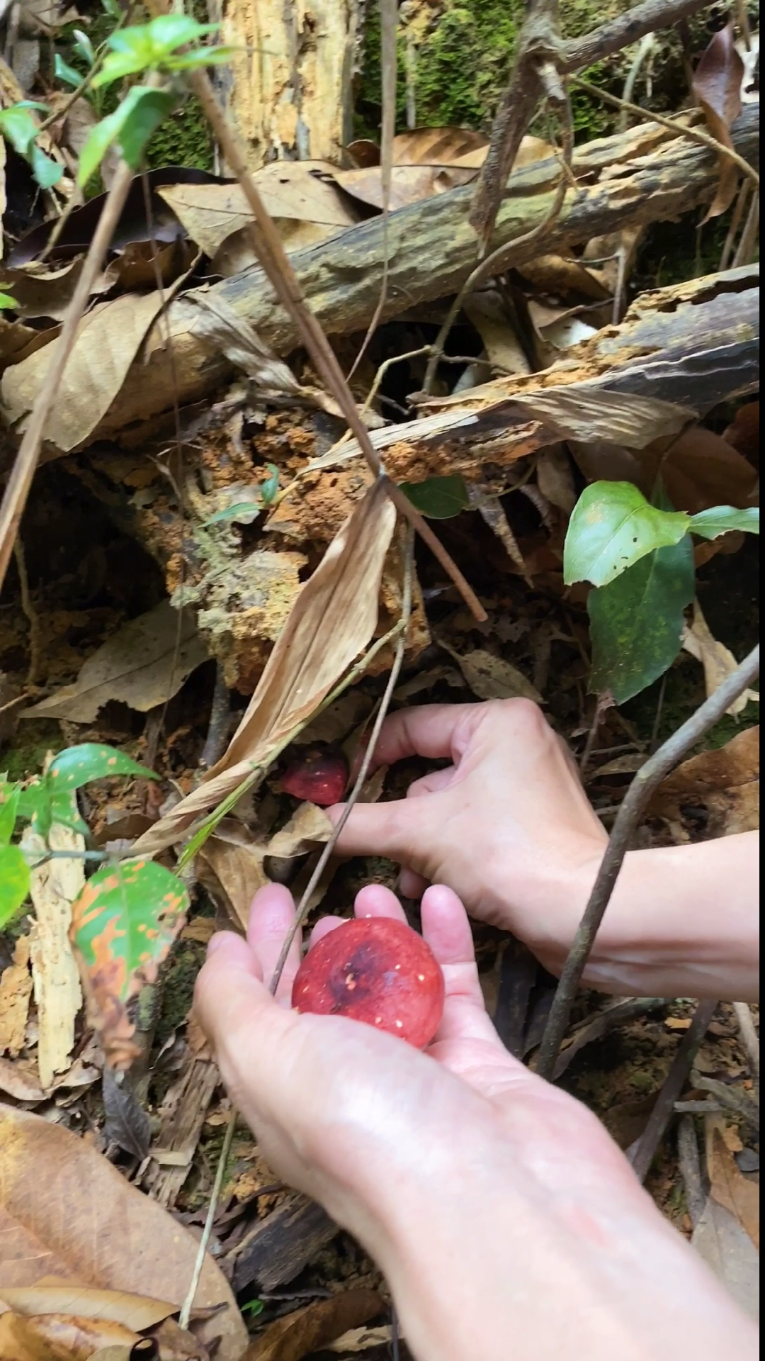 天没亮就上山采红菇