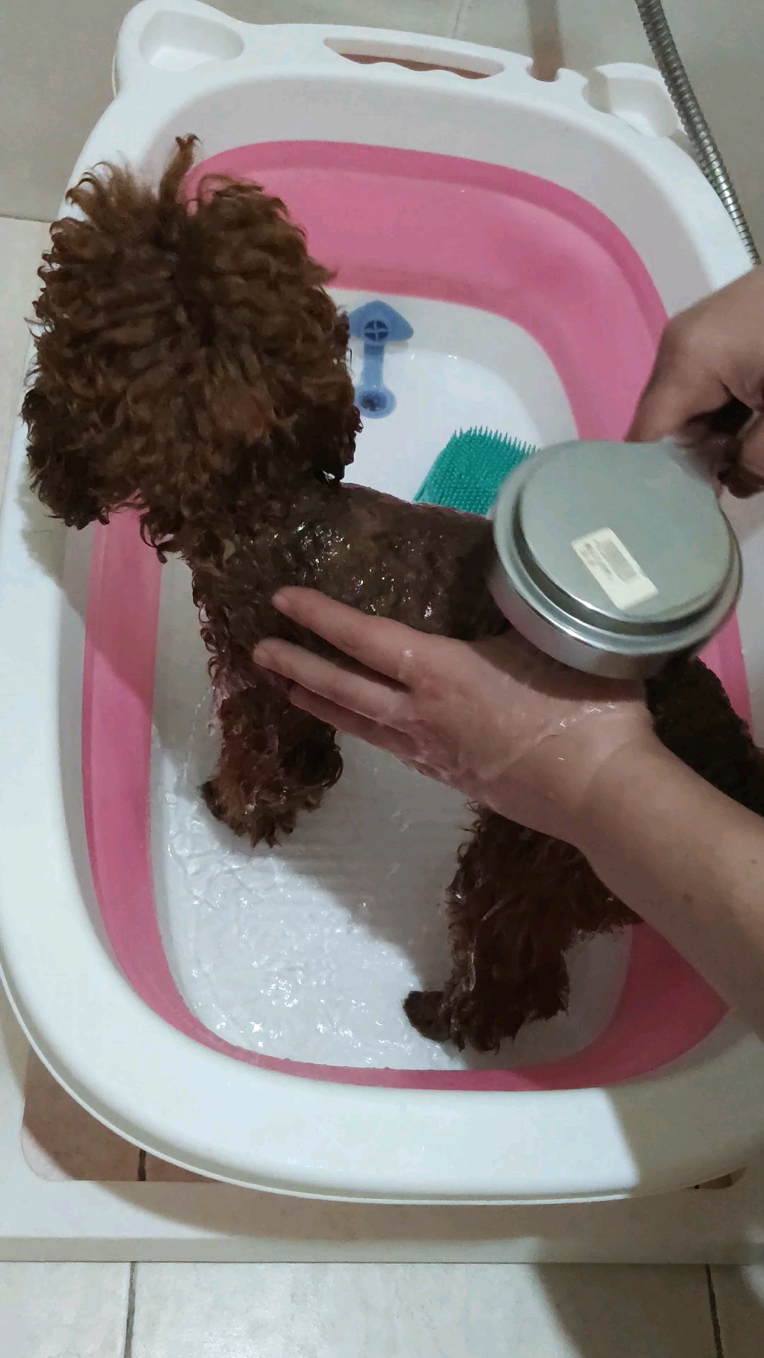 泰迪狗狗#泰迪~小乖乖爱洗澡