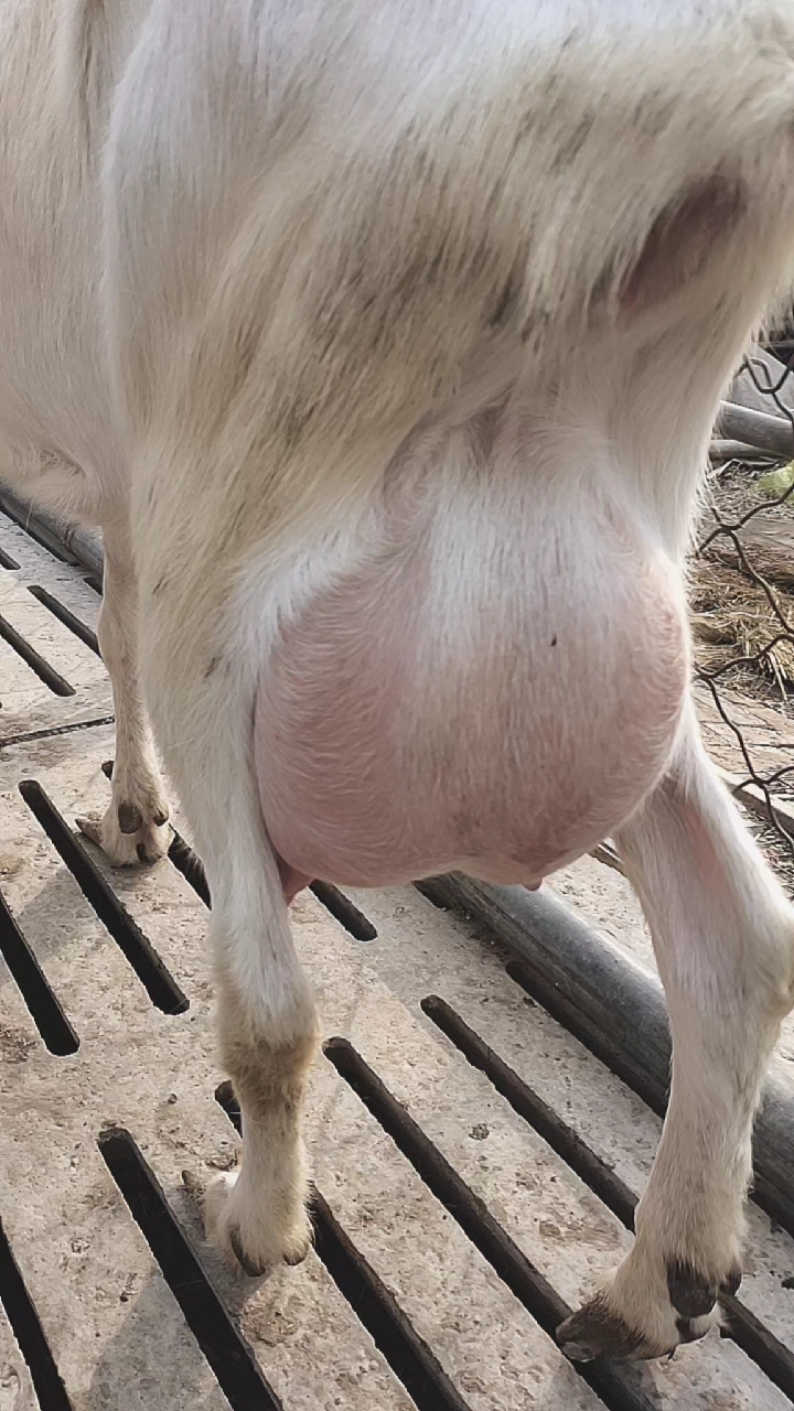 萨能奶山羊#瑞士纯种萨能奶山羊