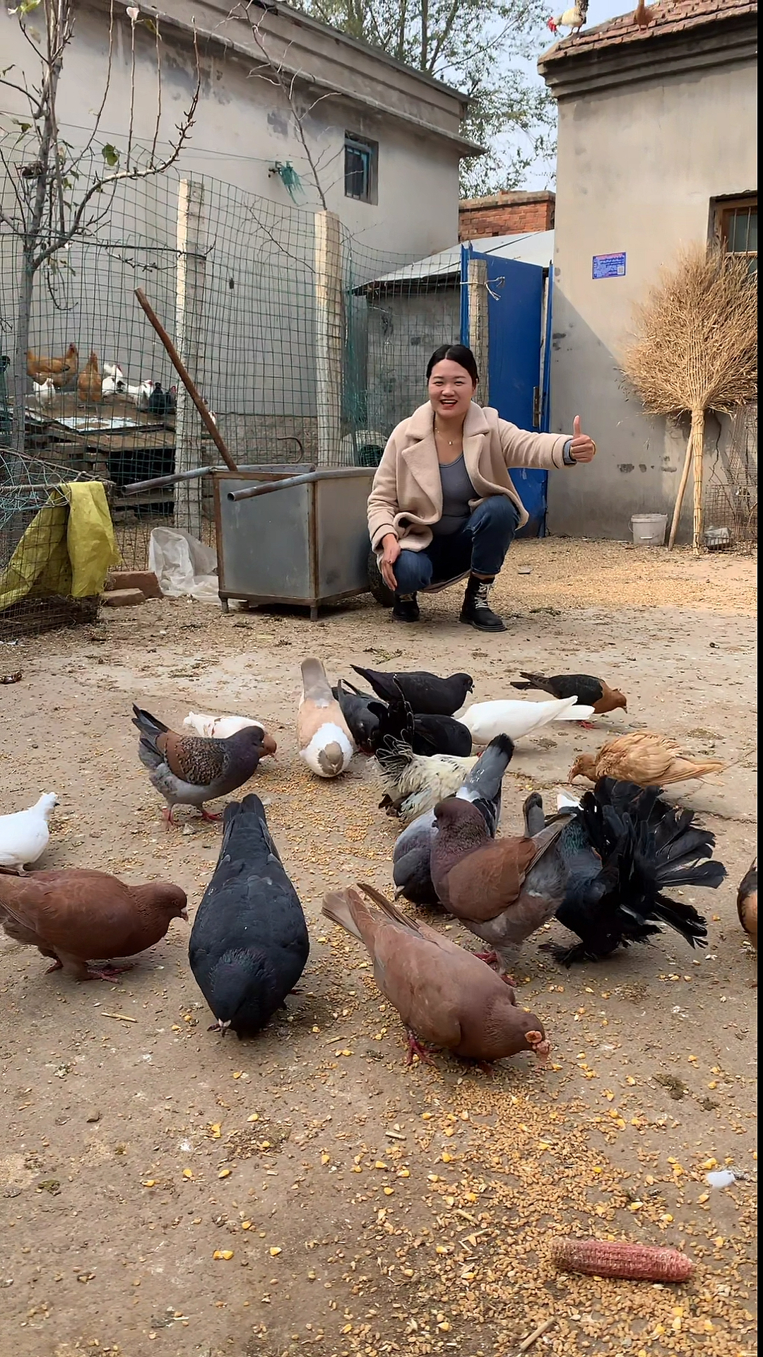 大头大体元宝鸽放在院子里散养就可以