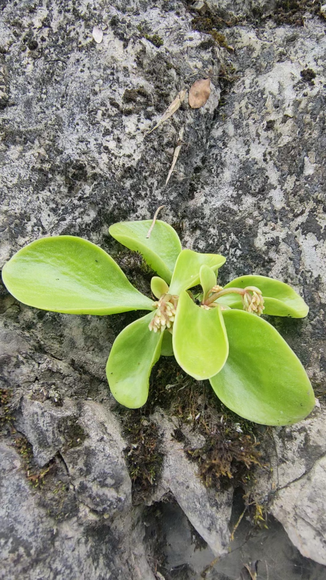 不一样的人生#顽强的生命力.悬崖石缝里长出神奇的草