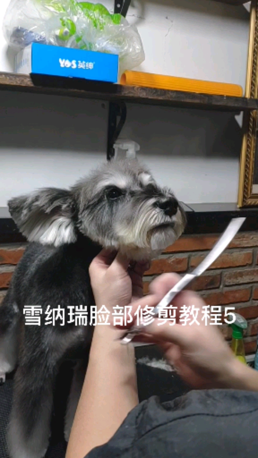 雪纳瑞#雪纳瑞脸部修剪教程5